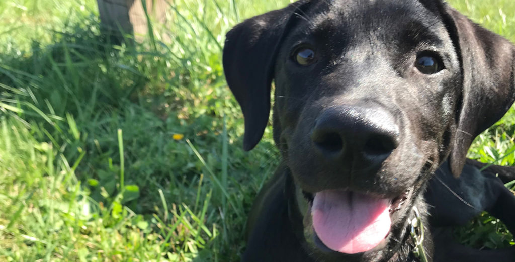 tampa dog Training