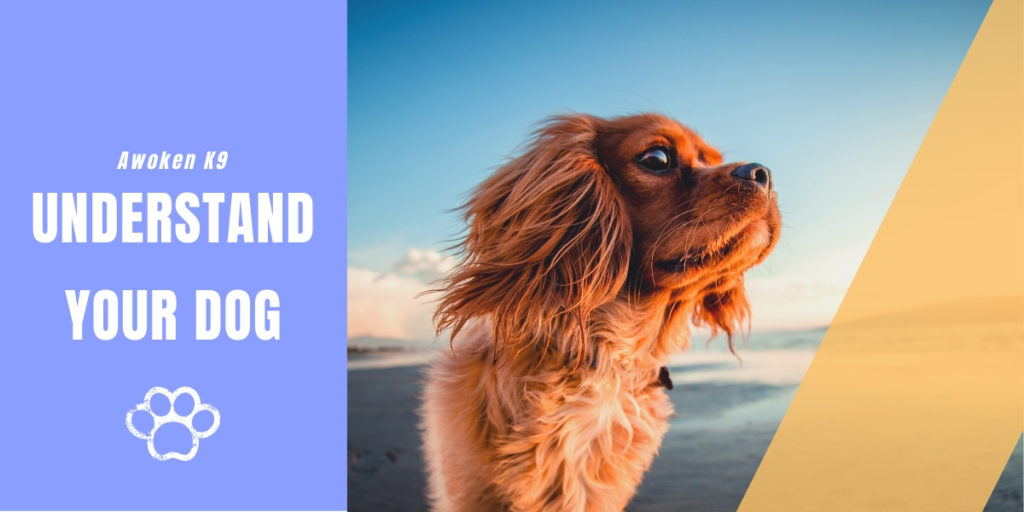 Understand your dog