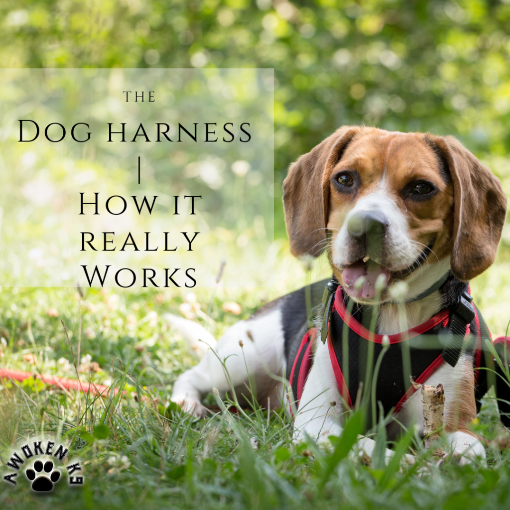 Dog harness how it really works