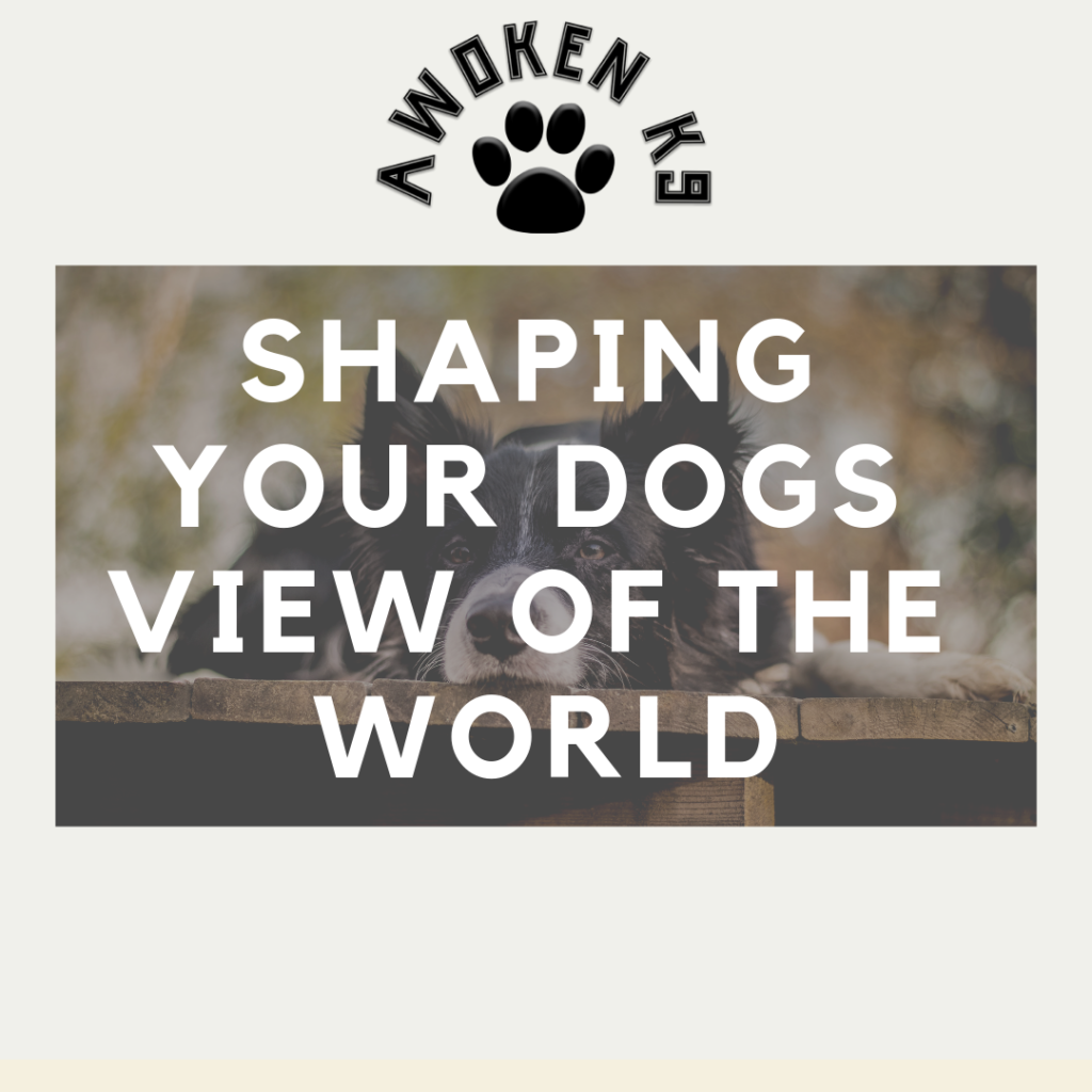 Shaping your dog’s view of the world