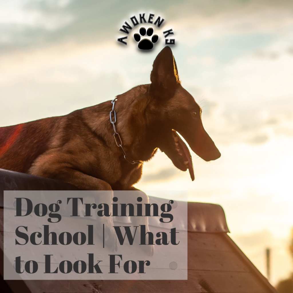Dog Training School | What to Look For