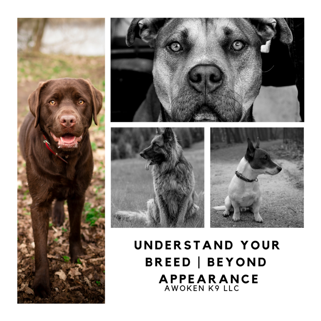 Understand your breed