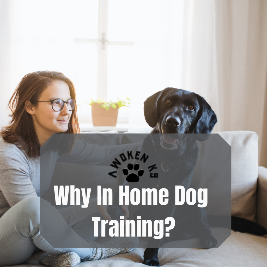 Why In Home Dog Training? Awoken K9 Dog Training in Tampa