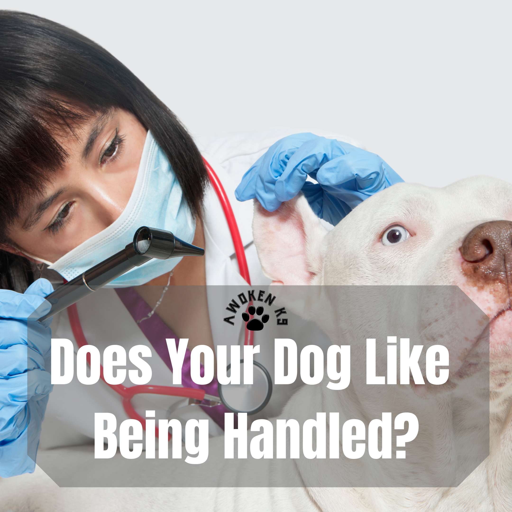 Does your dog like being handled?