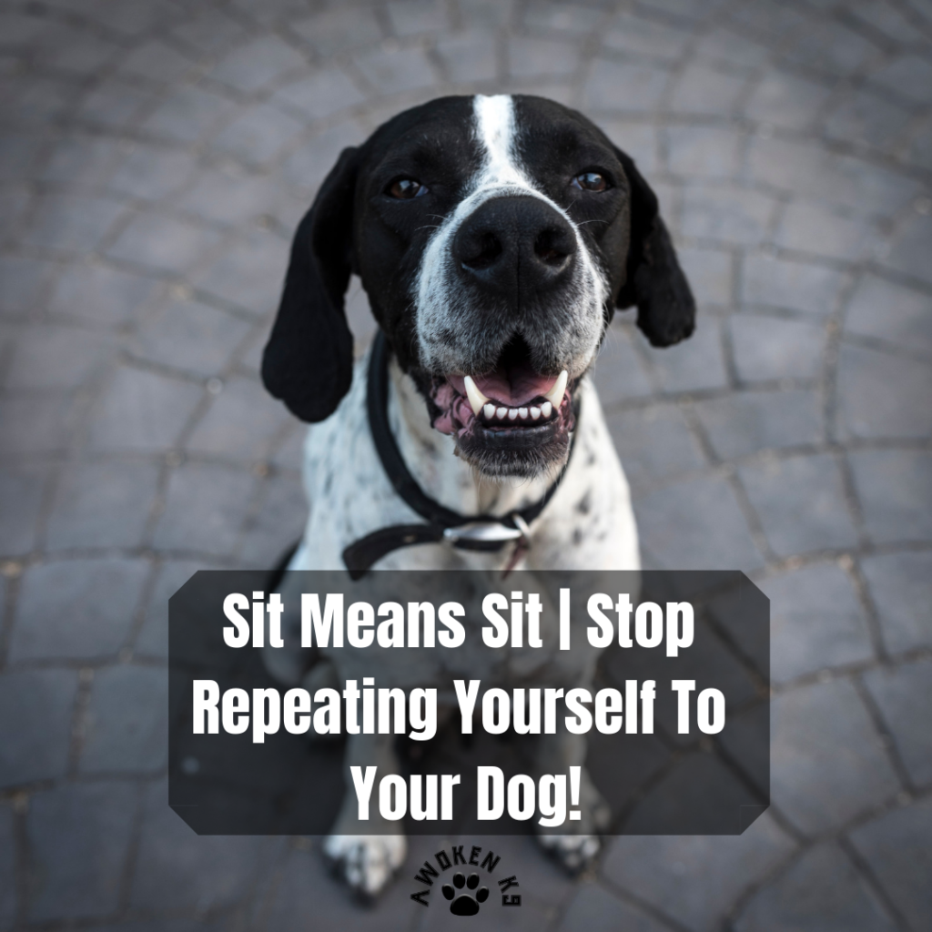 Sit Means Sit | Stop Repeating Yourself to Your Dog!