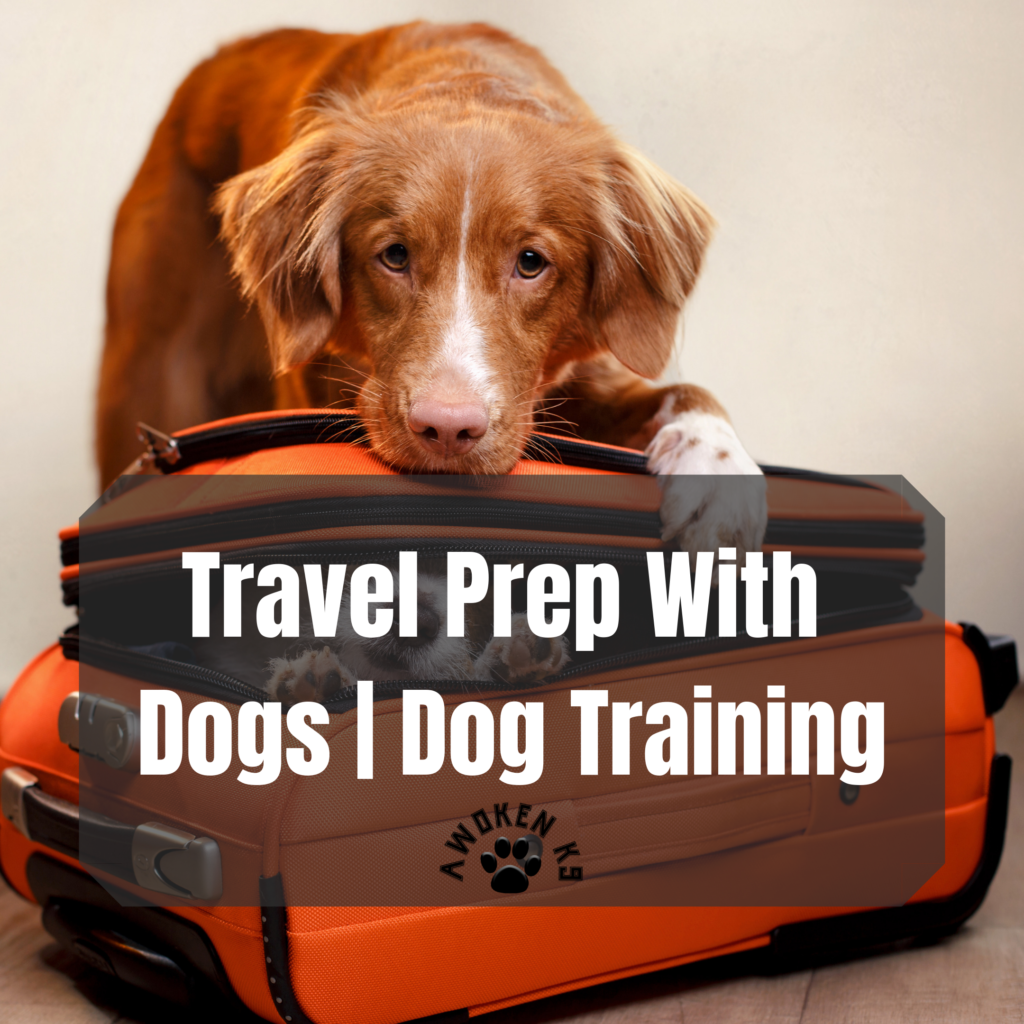 Travel Prep With Dogs | Dog Training