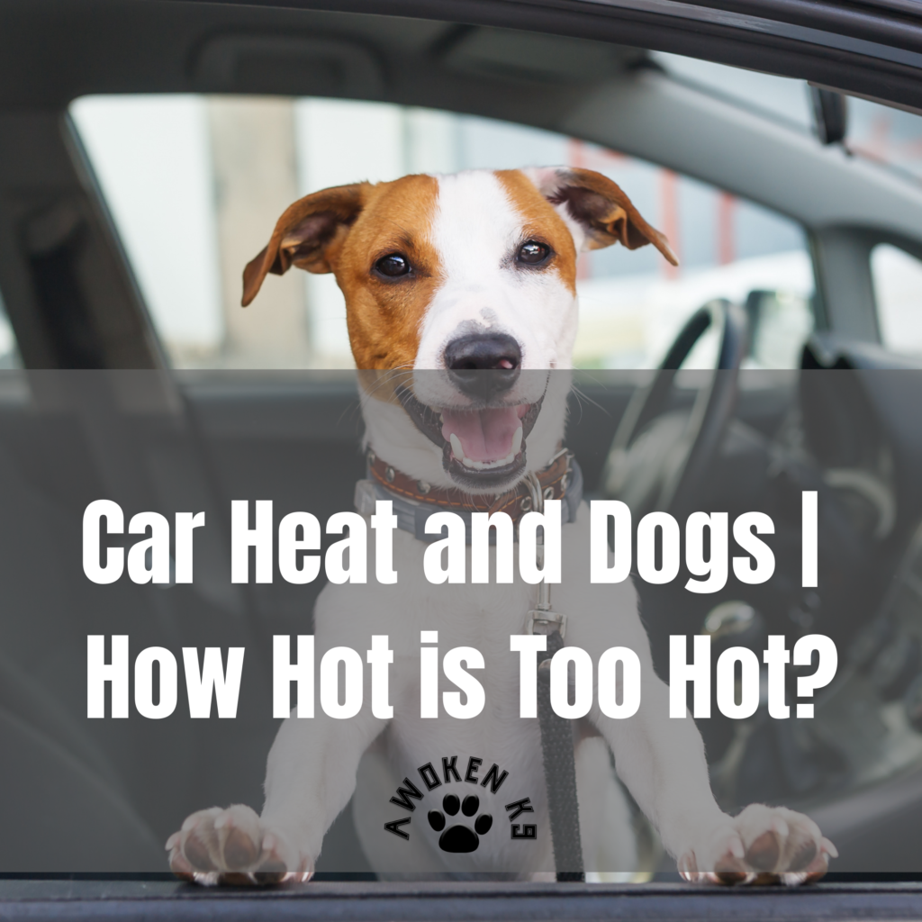 Car heat and dogs