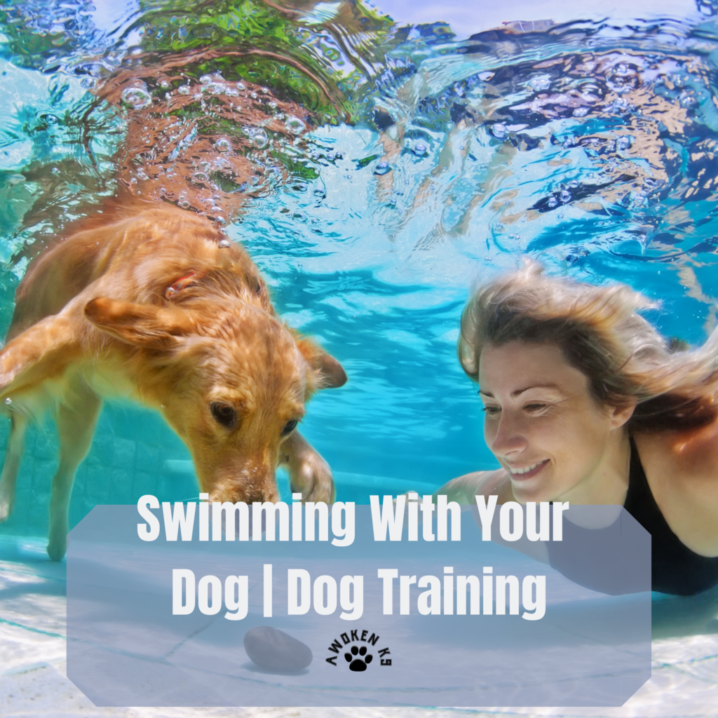 Dog Swimming Lessons Awoken K9 Tampa, Florida