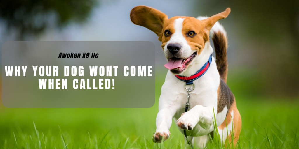 dog won't come when called
