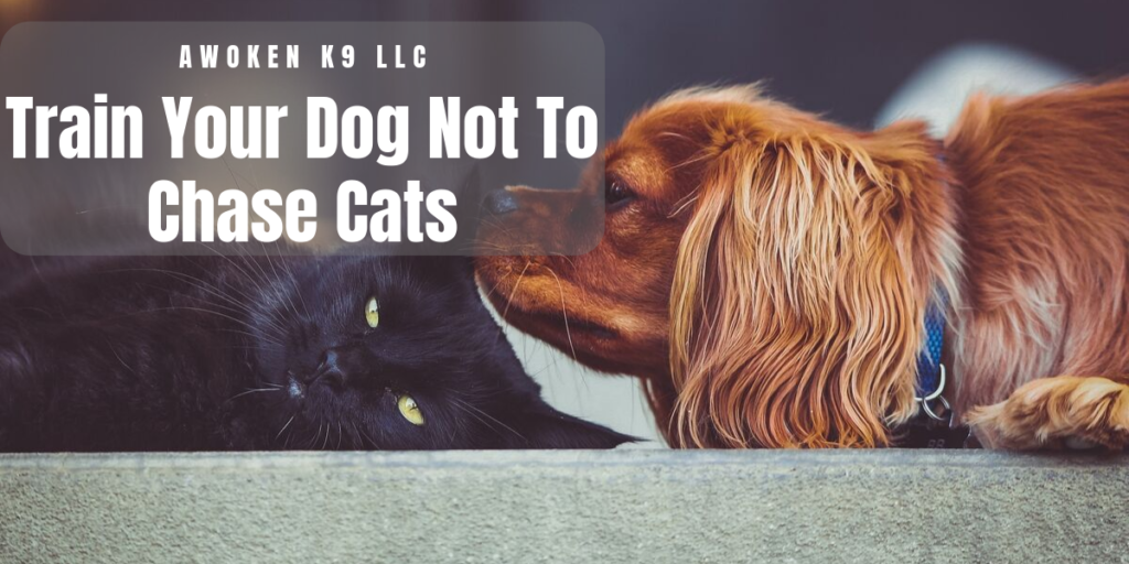 how to train your dog not to chase cats