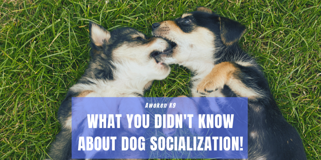 what is dog socialization