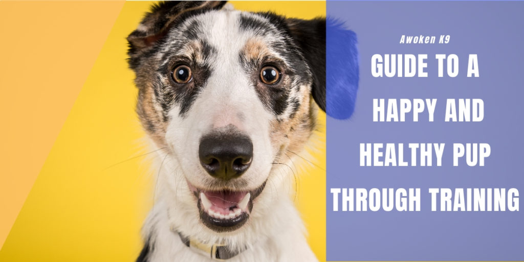 dog food training