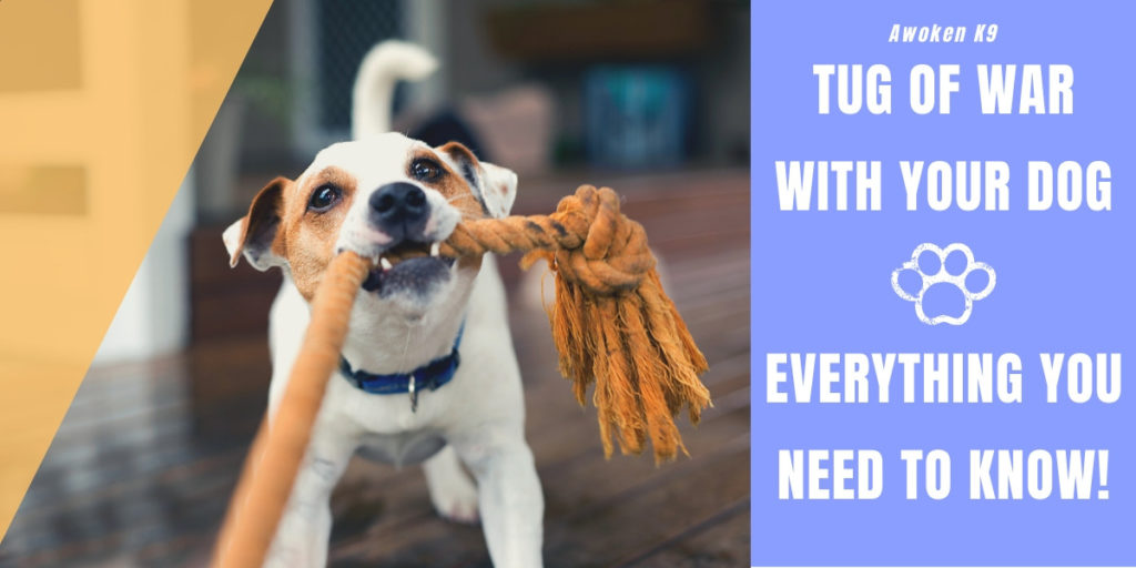 Dog tug of war
