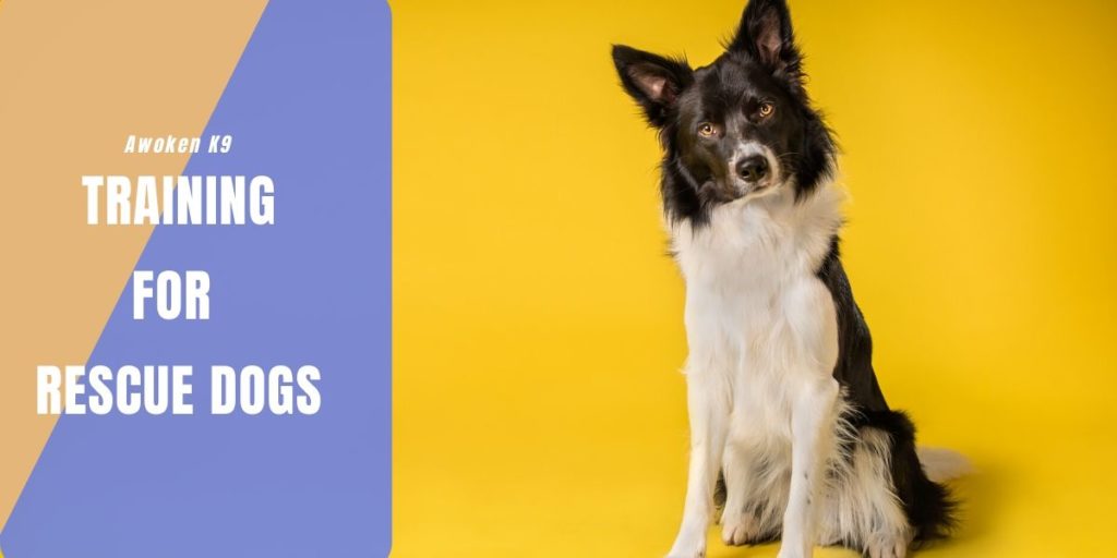 Training For Rescue Dogs
