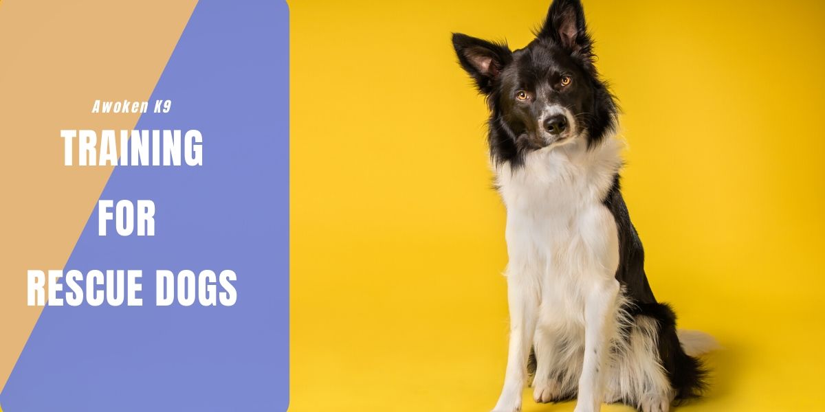 Training For Rescue Dogs Tampa Fl