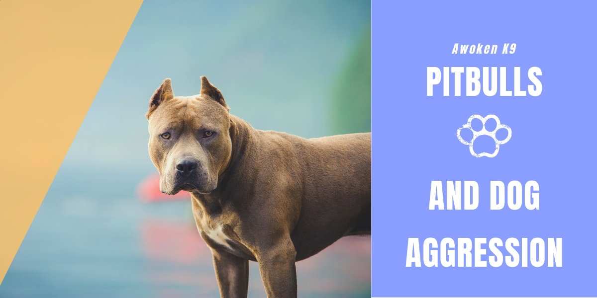 Pitbulls and dog aggression