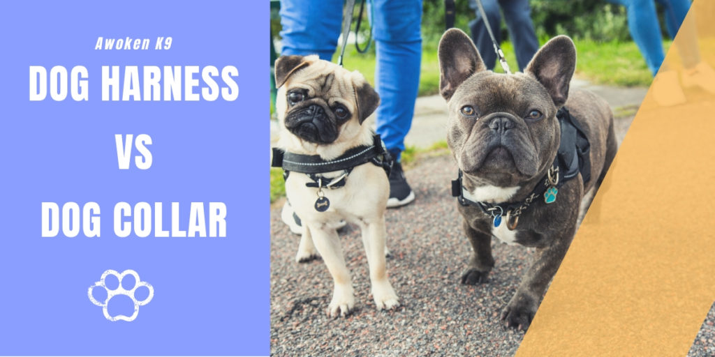 Dog collar vs Harness