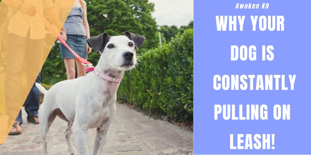 Dog constantly pulling on leash