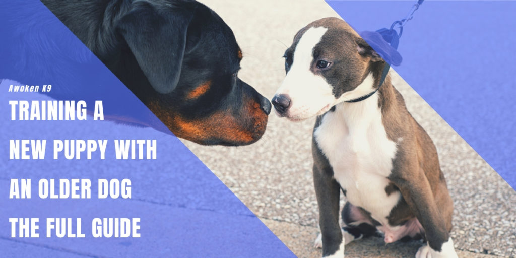 training a new puppy with an older dog