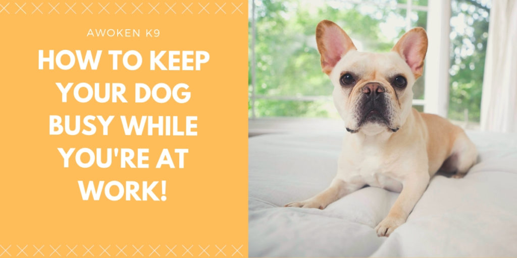how to keep a dog busy while at work