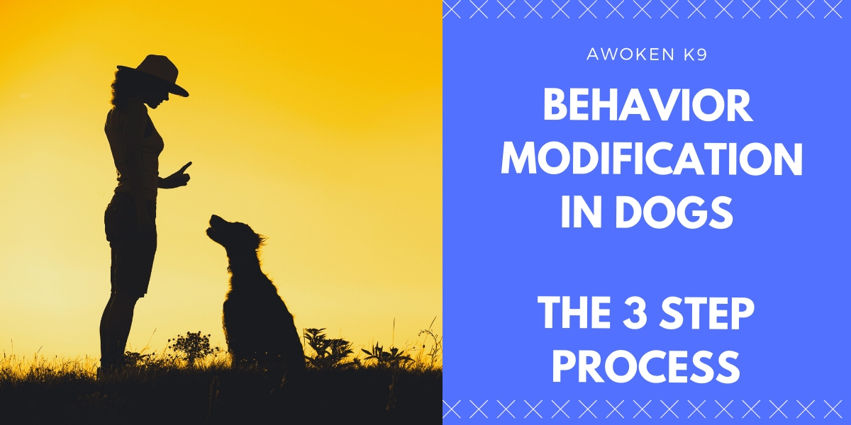 behavior modification in dogs