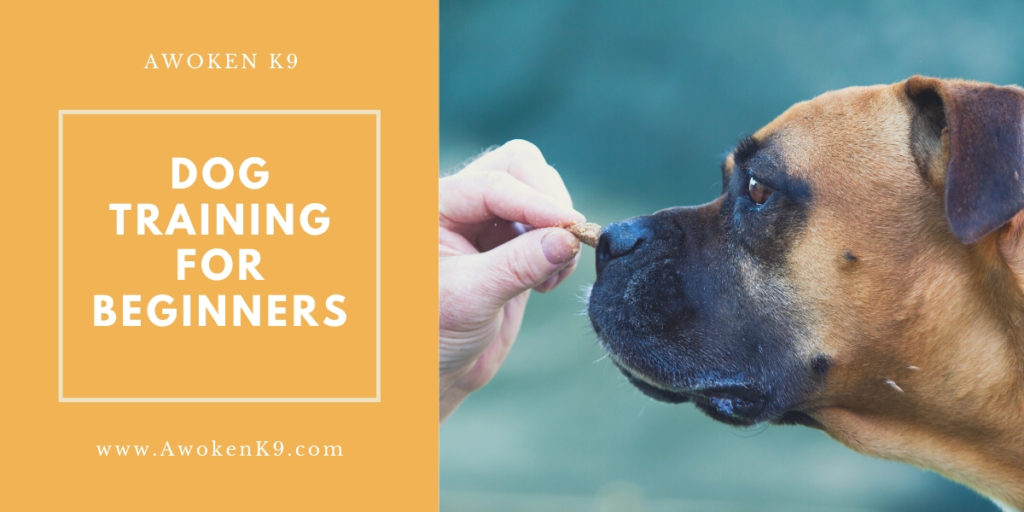 Dog Training For Beginners
