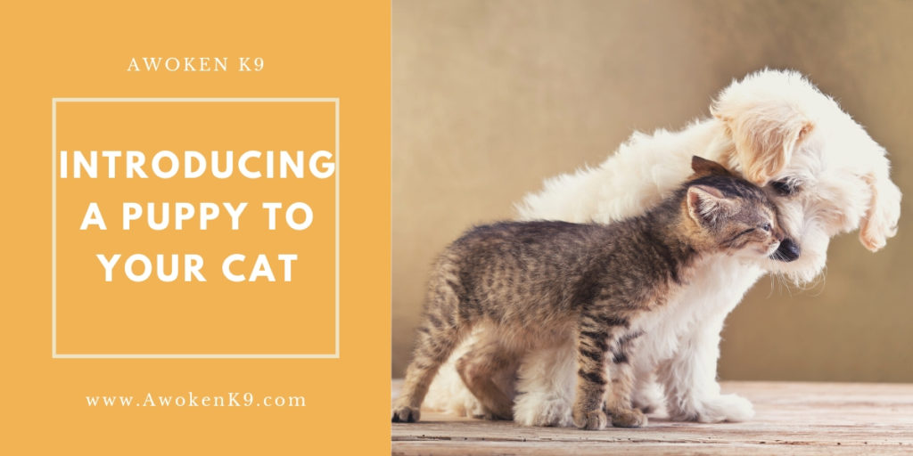 introducing a puppy to your cat