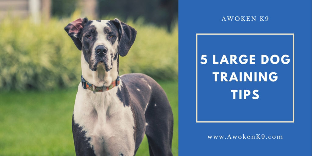 Large dog training
