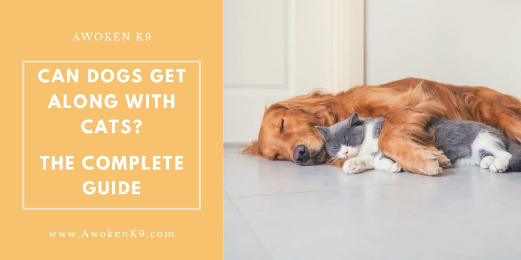 can dogs get along with cats