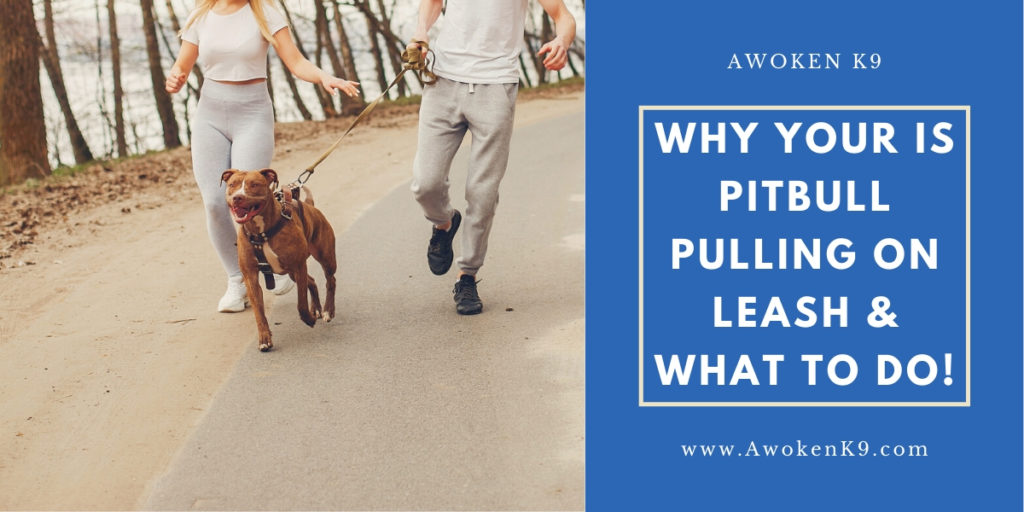 pitbull pulling on leash