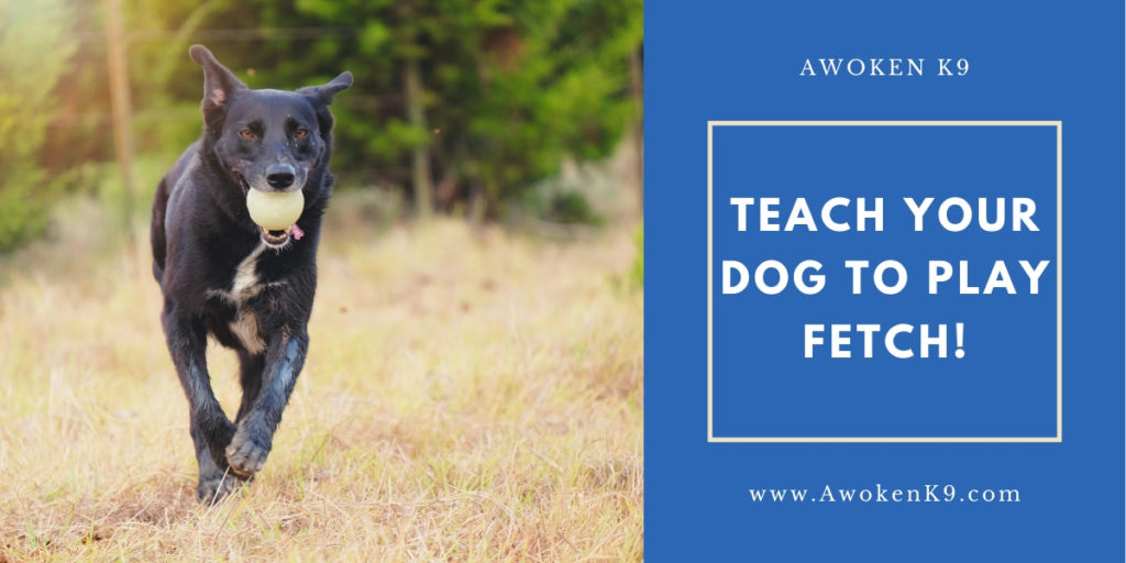 HOW TO Teach Dog To Play Fetch Tampa ,Fl