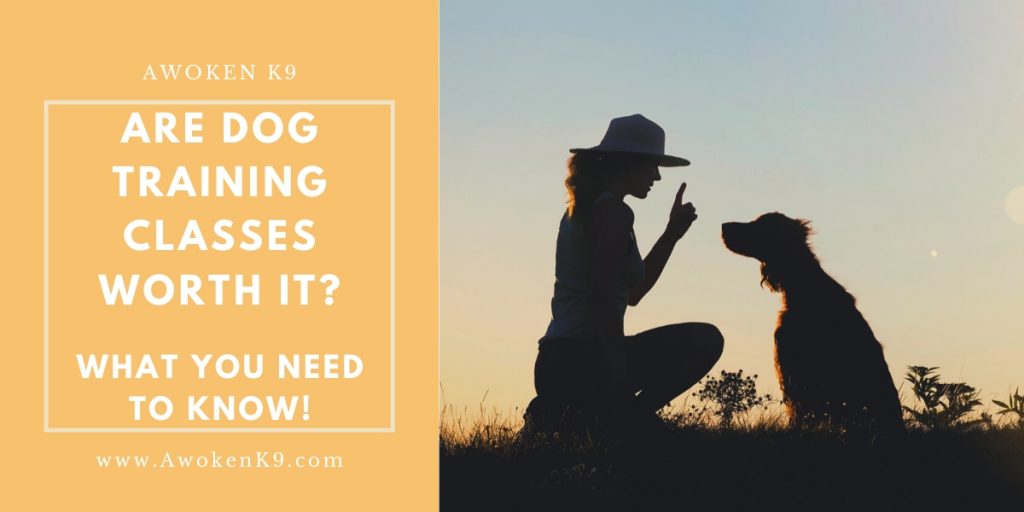 Are Dog Training Classes Worth It?