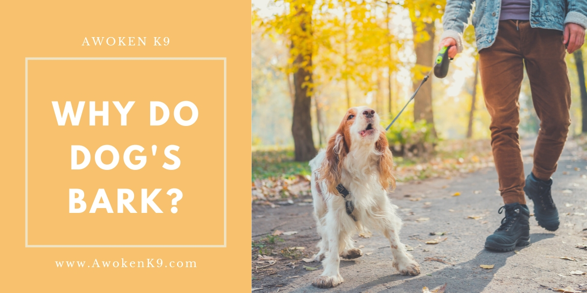 Why Do Dog's Bark?