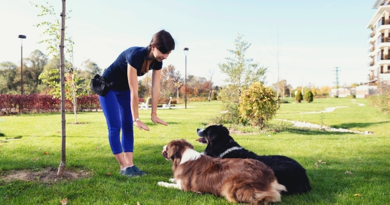 Tips For Dog Training