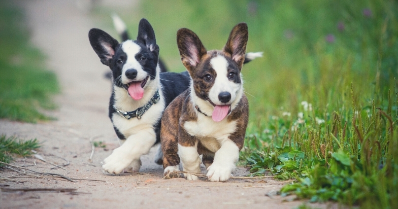 Tips For Puppy Training