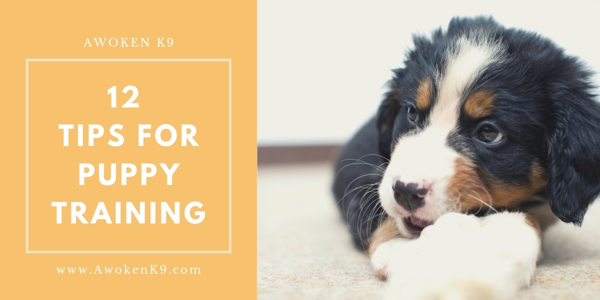 Tips For Puppy Training