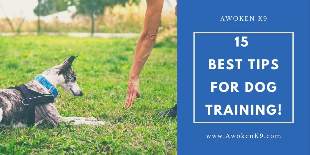 Tips For Dog Training