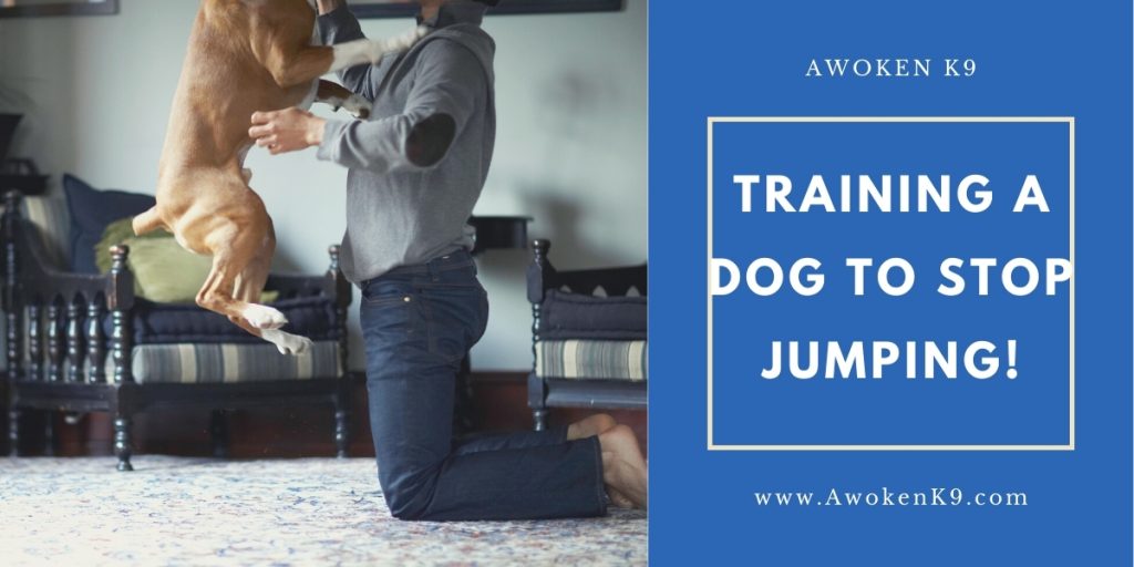 Training A Dog To Stop Jumping