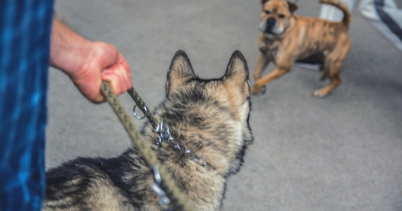 What Is Leash Reactivity 