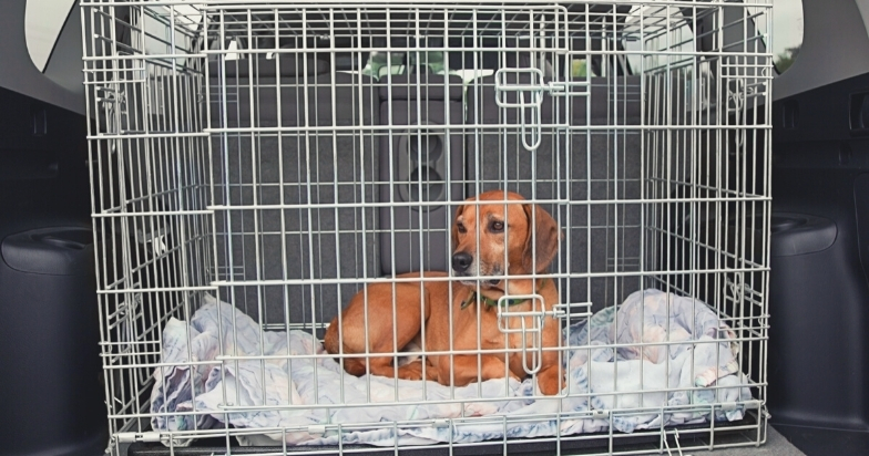 Crate Training A Dog