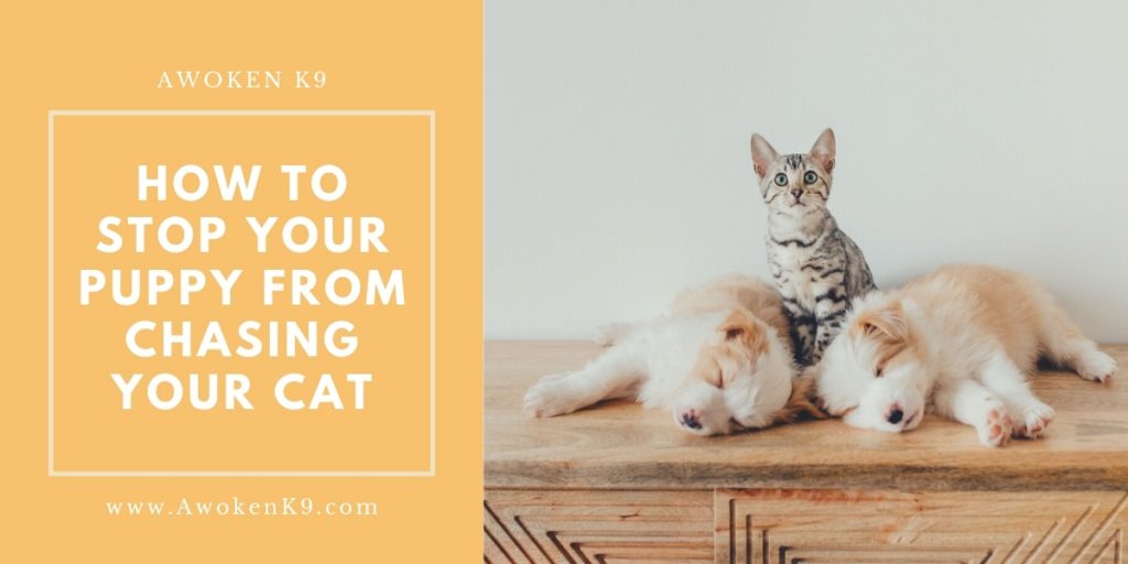 how to stop puppy chasing cat