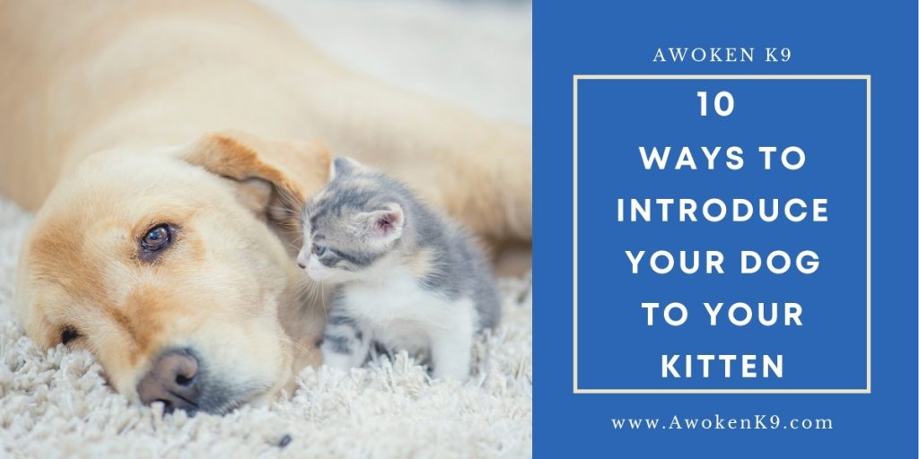 10 Ways How To Introduce Dog To Kitten Awoken K9 Dog Training in Tampa