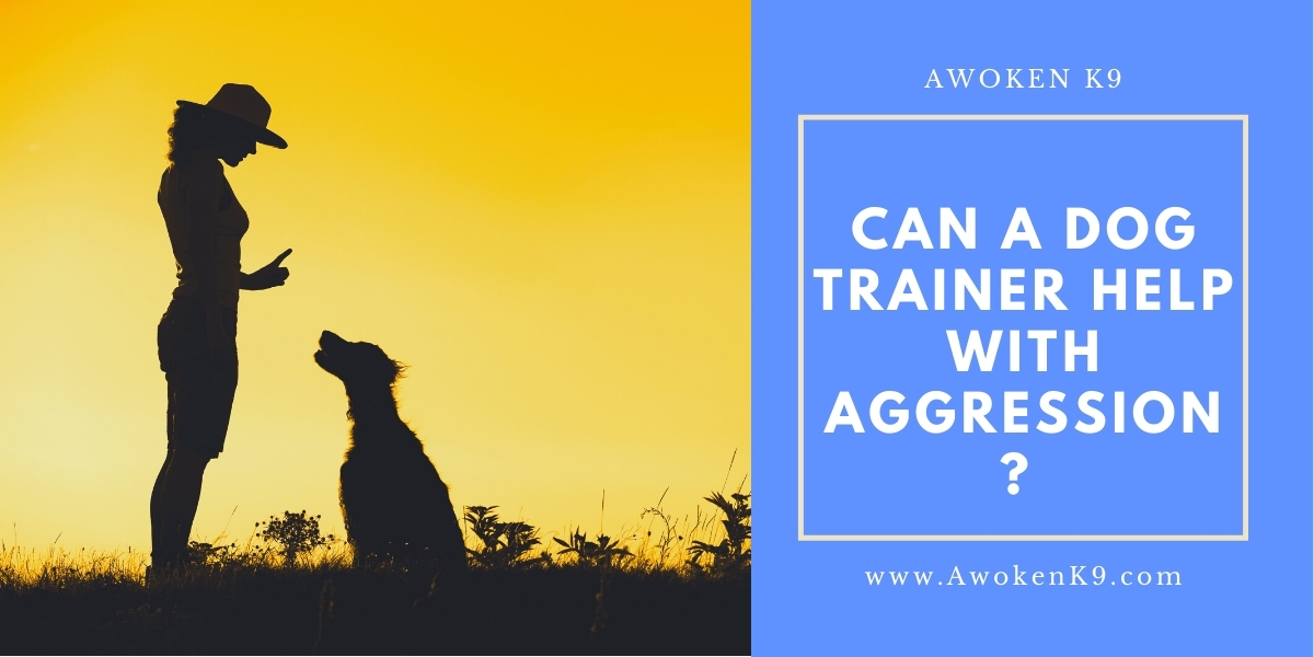 can a dog trainer help with aggression