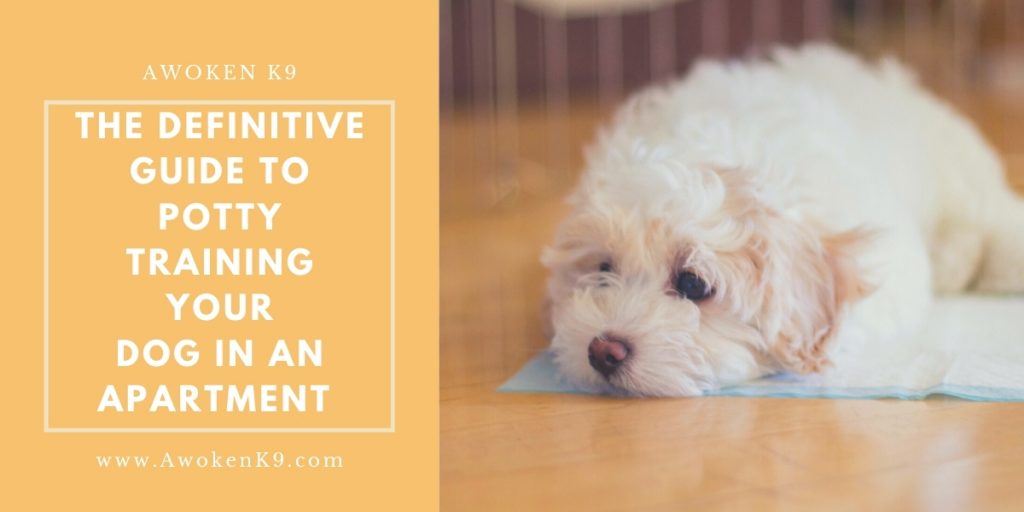 potty training dog in an apartment