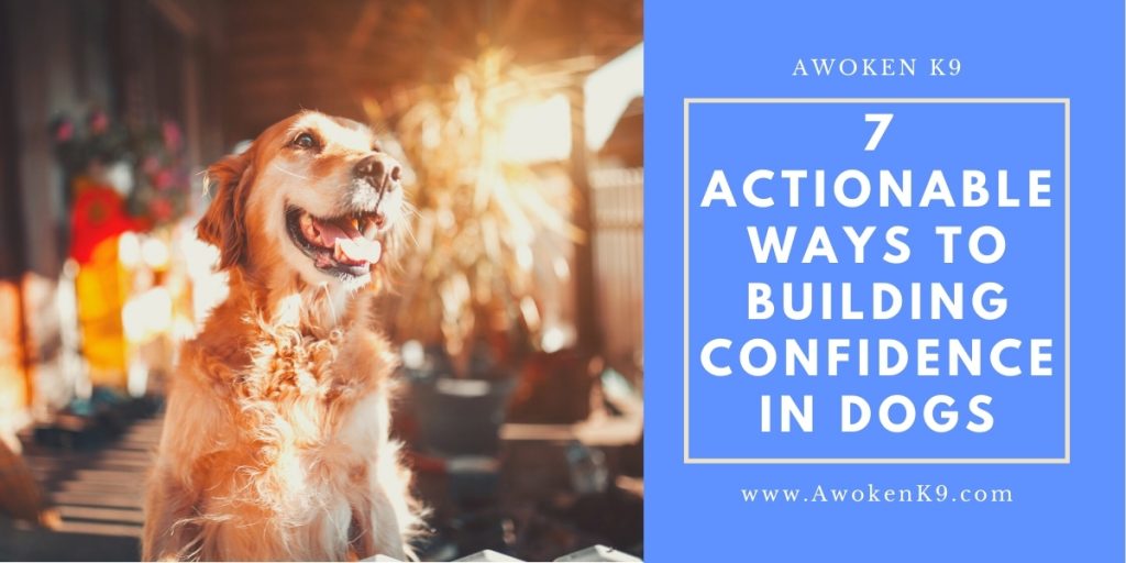 building confidence in dogs