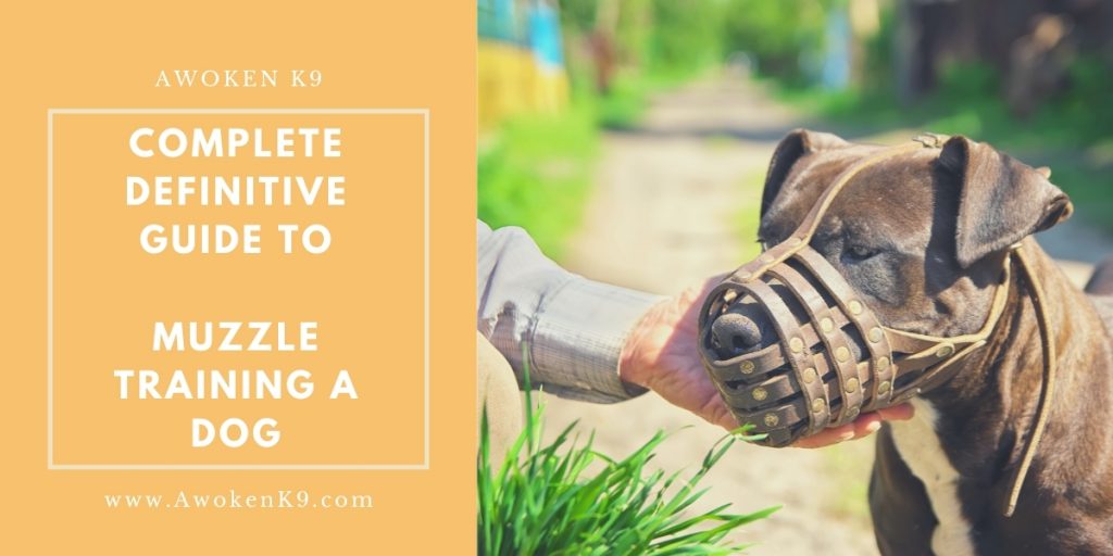 Muzzle training a dog