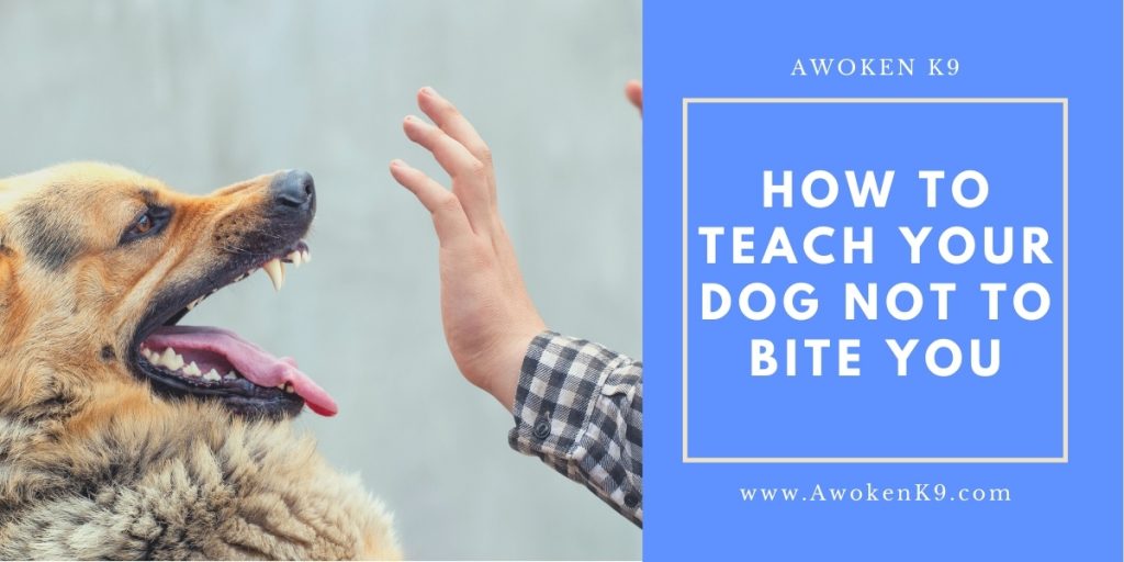 How To Teach Your Dog Not To Bite You