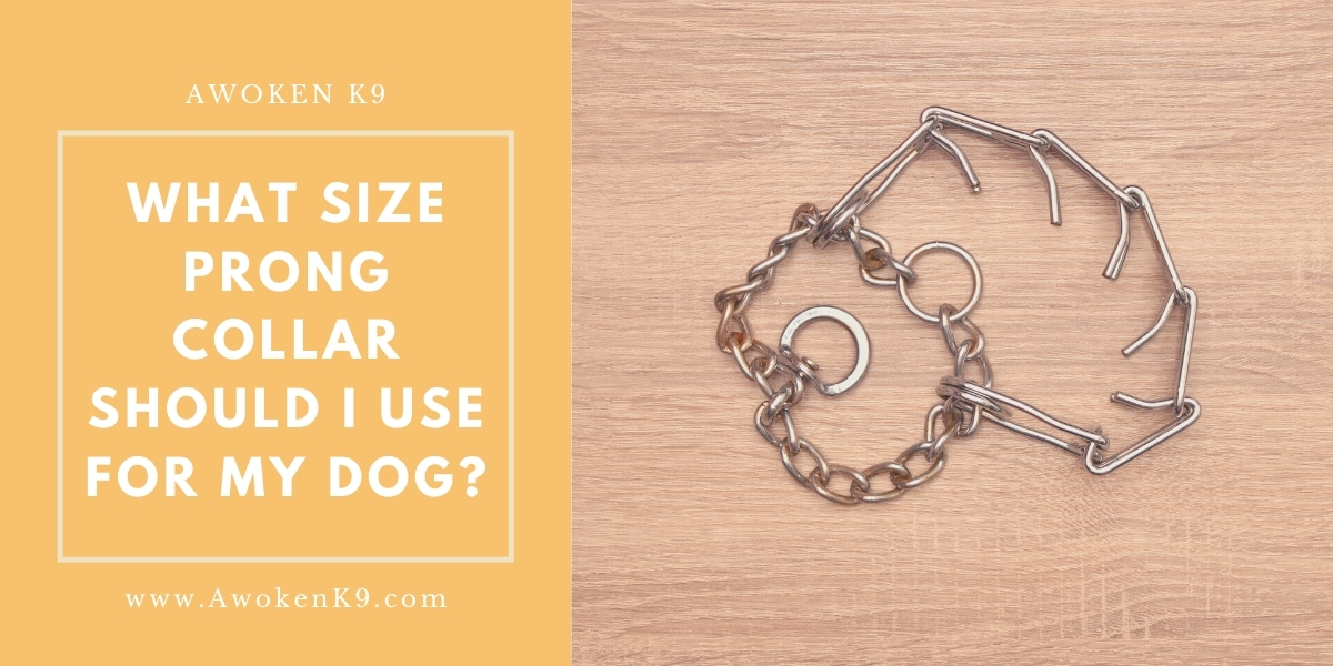 What size prong collar for my dog
