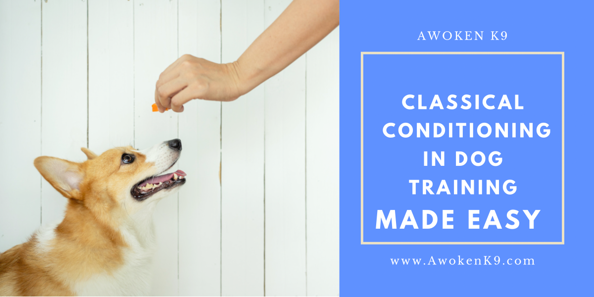 classical conditioning in dog training