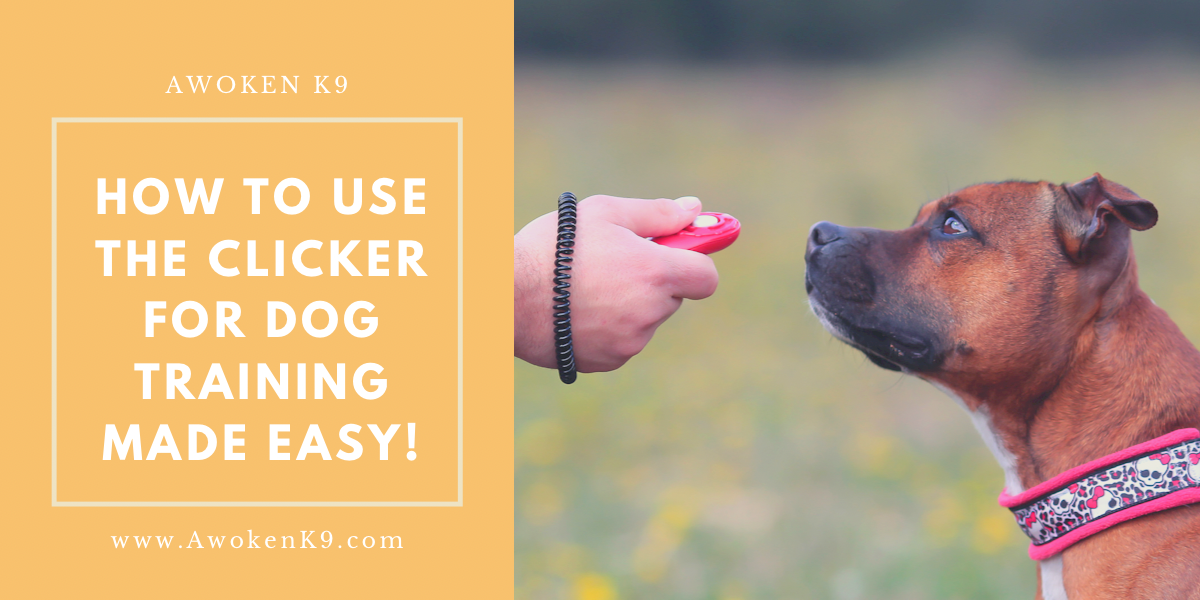 how to use the clicker for dog training